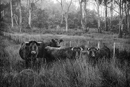 black-and-white, landscape, field, forest thumbnail