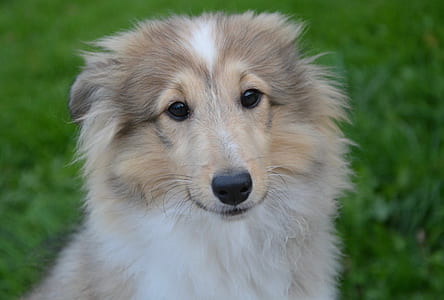 white and fawn rough collie thumbnail