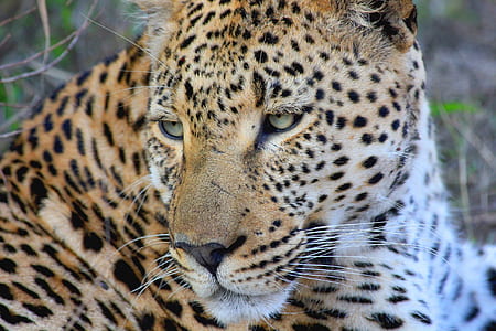 leopard lying on green grass at daytime thumbnail
