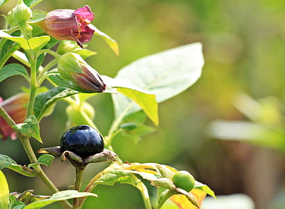 selective focus photography of black berry thumbnail