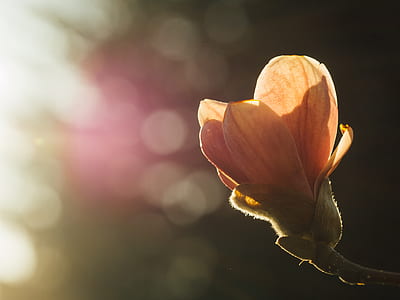 selective focus photography of magnolia flower thumbnail