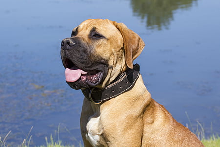 adult American mastiff sitting near pond thumbnail