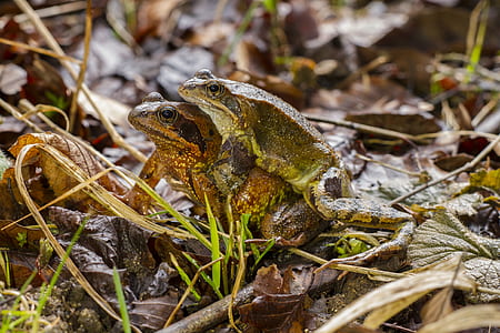 two brown frogs on grass thumbnail