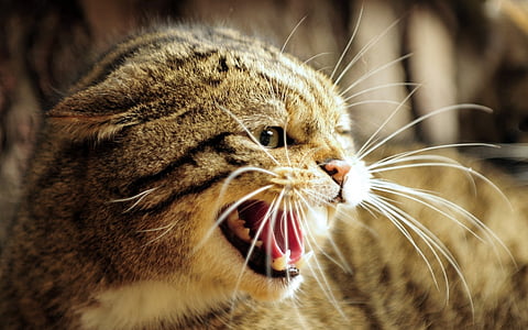 silver tabby cat thumbnail
