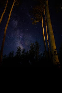 forest and sky full of stars thumbnail