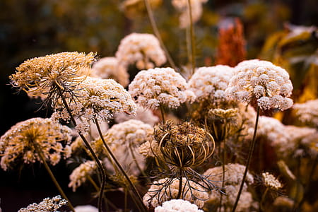Selective Focus Photography of White Petaled Flowers thumbnail