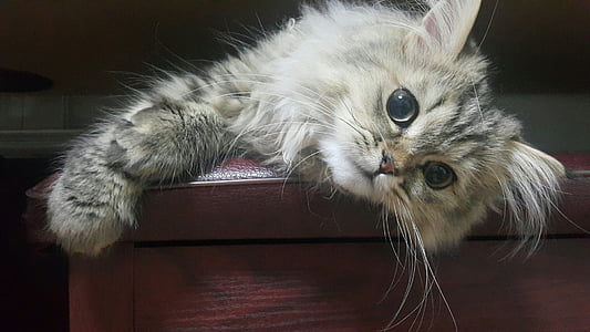 brown tabby cat thumbnail