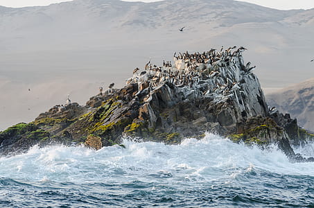birds on mountain next to sea thumbnail