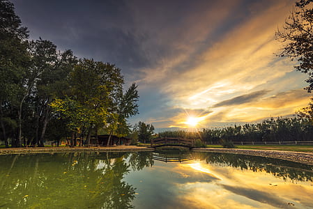 green leafed plants during sunrise thumbnail