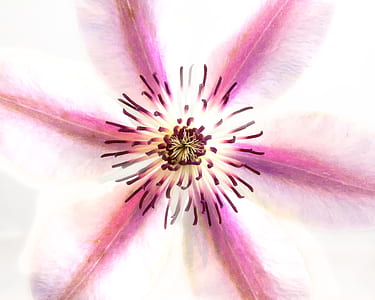 macro photography of pink Clematis flower thumbnail