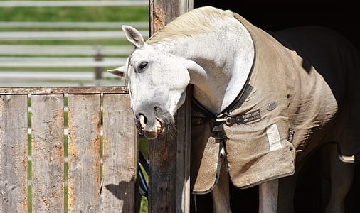 white horse on barn thumbnail