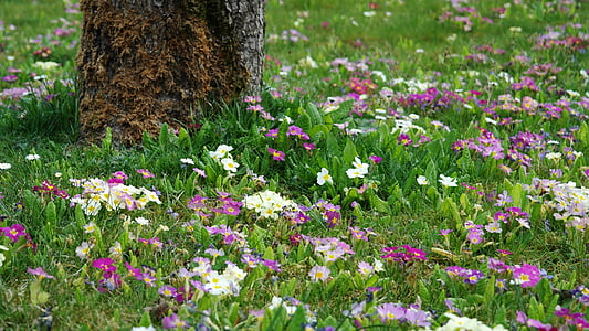 white and pink petaled flowers thumbnail