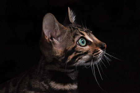 gray cat looking upwards thumbnail
