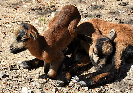 two goat lying on ground thumbnail
