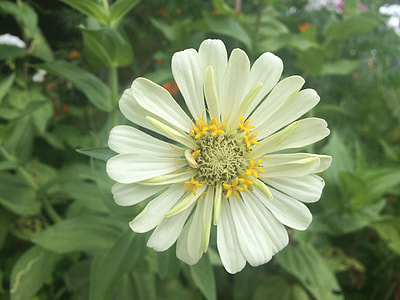 White, Flowers thumbnail