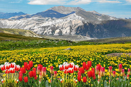 red, white, and yellow tulips near mountain thumbnail