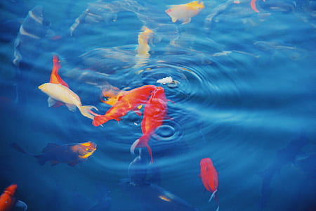 assorted-color koi fishes thumbnail