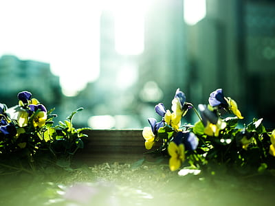 yellow and purple petaled flowers in focus photography thumbnail