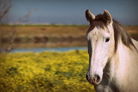 white horse near yellow flower at daytime thumbnail