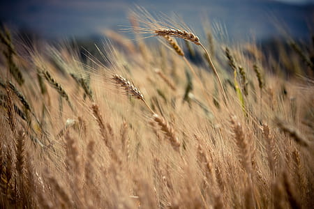 brown grass in closeup photography thumbnail