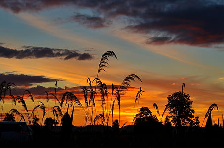 silhouette of trees under orange sky thumbnail
