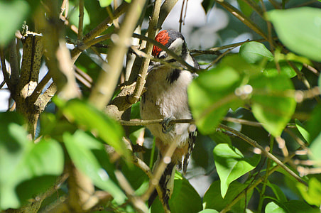 Great Spotted Woodpecker, Woodpecker thumbnail
