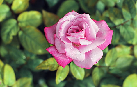 pink rose in bloom thumbnail