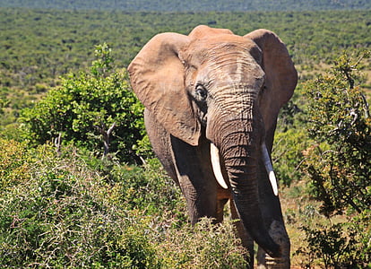 elephant walking beside plants thumbnail