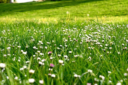 nature, field, flowers, grass thumbnail