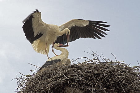 two white birds in nest at daytime thumbnail