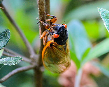 macro photography of periodical cicada on brown stem thumbnail
