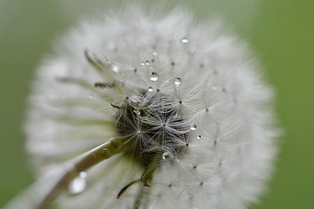 low angle photography oif white dandelion flower thumbnail
