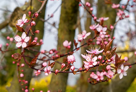 selective focus photo of pink cherry blossom thumbnail