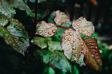 selective focus of dew drops on leaf thumbnail