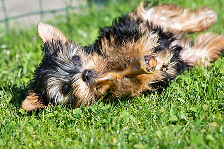 black and gold Yorkshire terrier puppy lying on grass field thumbnail