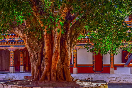 close-up photo of green tree thumbnail