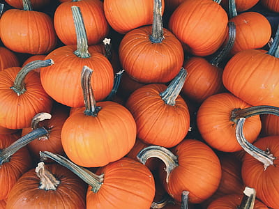 bunch of pumpkins thumbnail