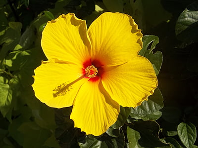 yellow hibiscus thumbnail