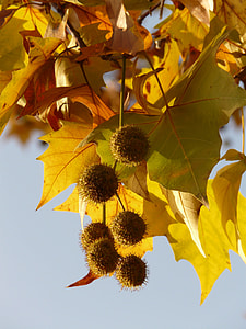 Leaves, Maple Leaved Plane thumbnail
