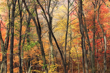 Close Up Photo of Yellow Orange and Green Leaf Trees thumbnail