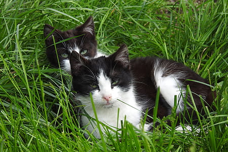 two short-coated black and white kittens on grass thumbnail