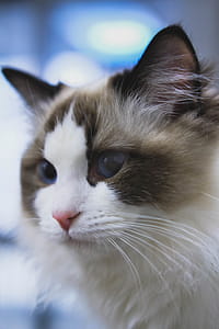 Selective Focus Photo of White and Gray Cat thumbnail