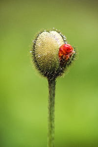 nature, plant, blur, flower thumbnail
