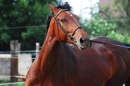 brown horse thumbnail