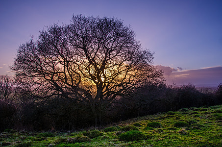 three of life with golden hour background thumbnail
