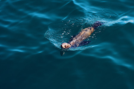 animal swimming on the water thumbnail