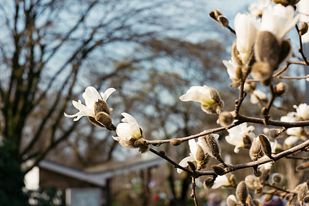 Blooming magnolia thumbnail