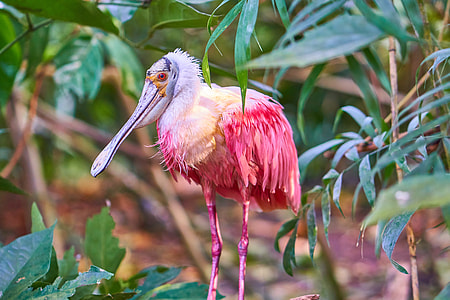long-beaked-and-legged pink bird near leaves thumbnail
