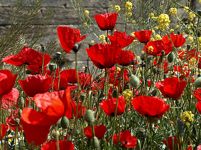 red and yellow petaled flower field thumbnail