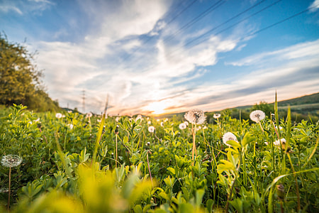 Dandelions/Blowballs in a Field at Sunset thumbnail